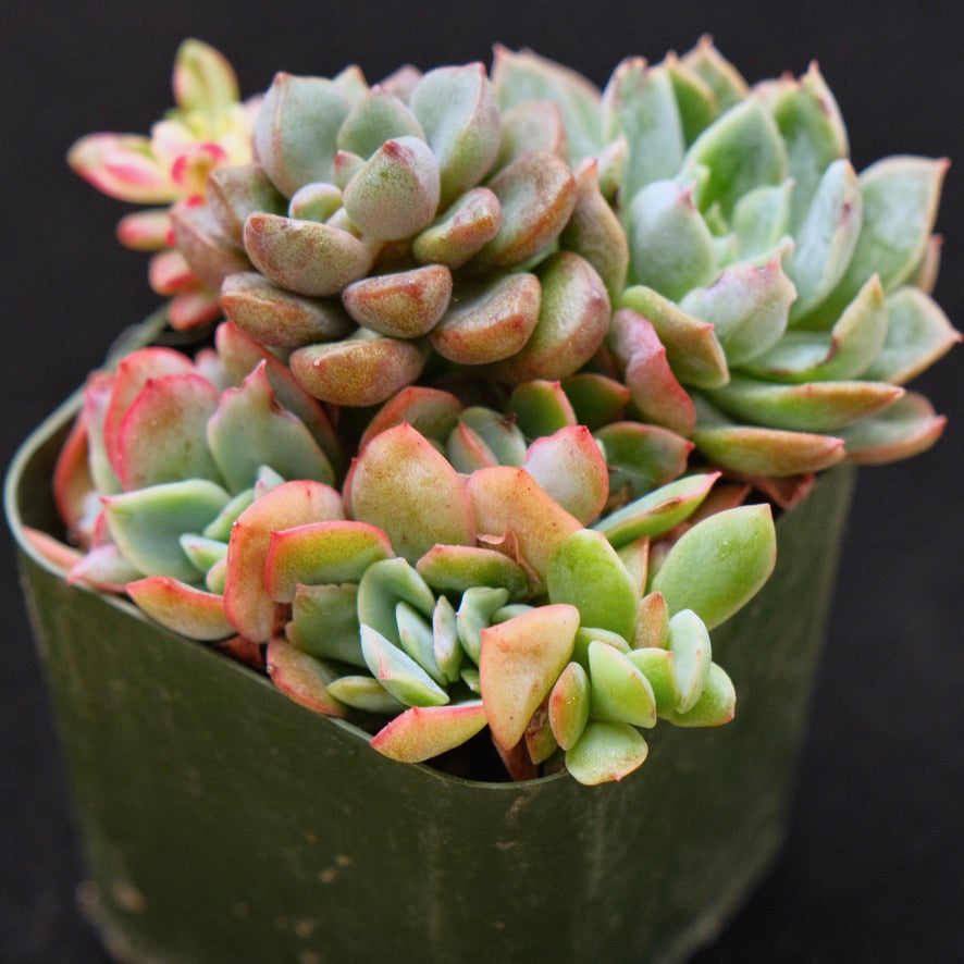 Baby Pot Korean Succulent Plant