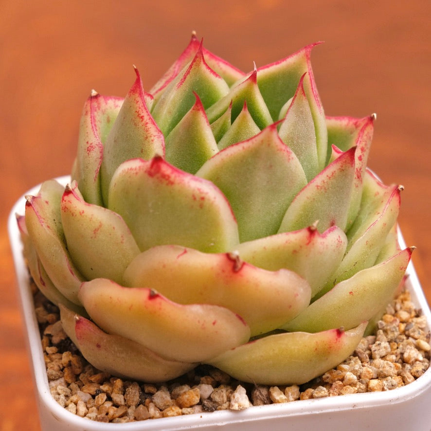 Echeveria Emerald Lotus Imported Succulent Plant