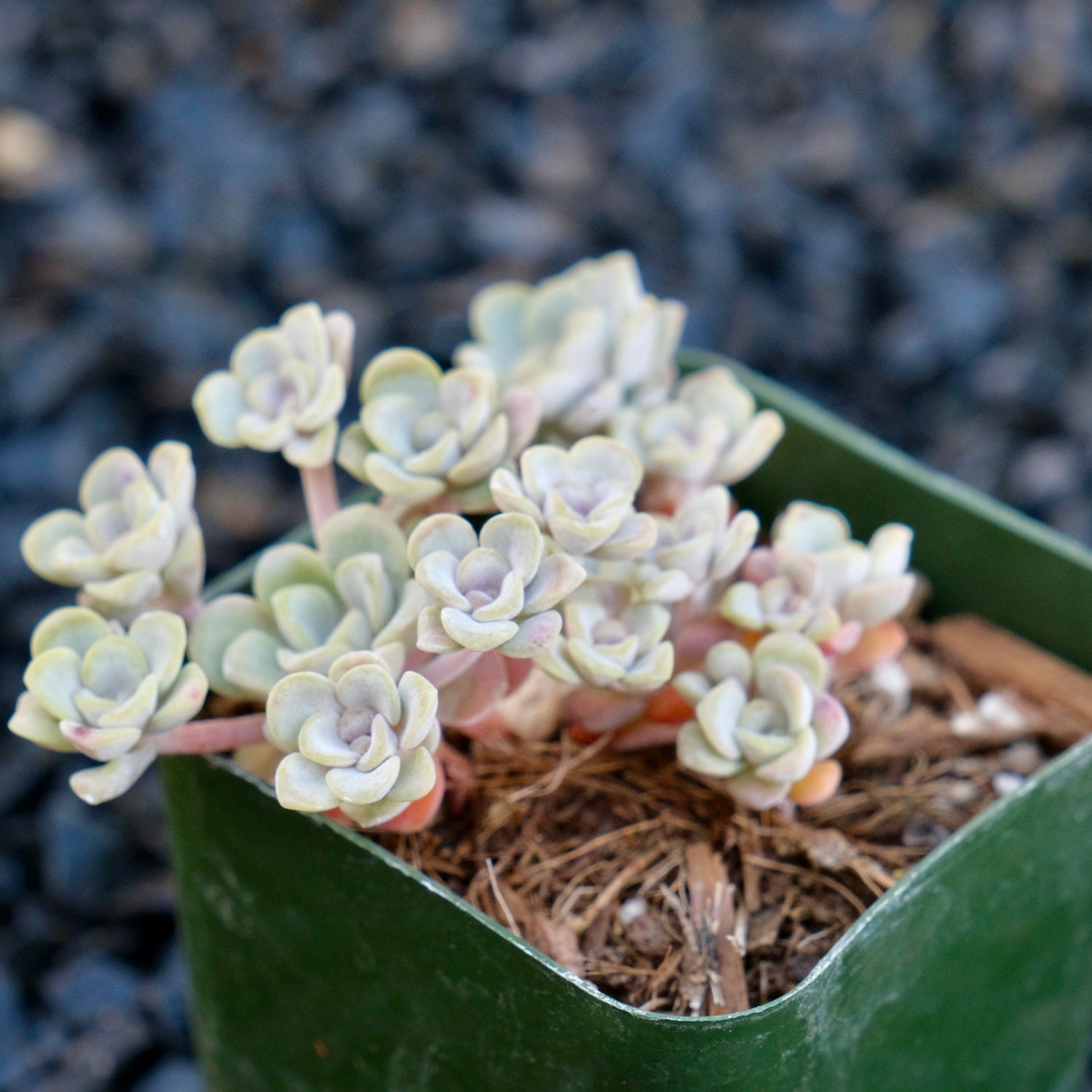 Sedum Cape Blanco Succulent Plant