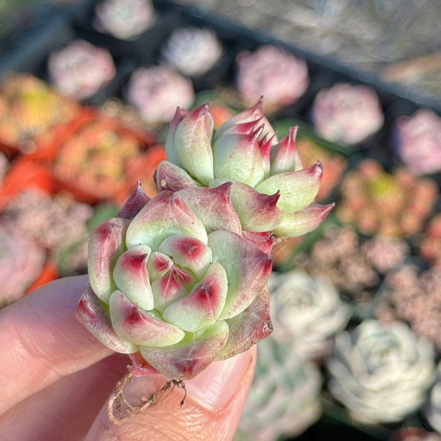 Echeveria Betelgeuse Succulent Plant *New* D