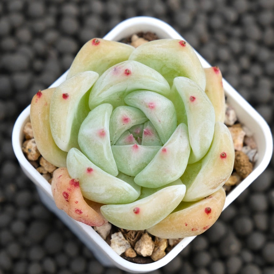 Echeveria Karla Korean Succulent Plant