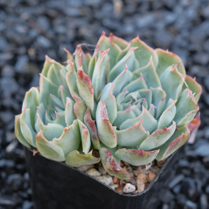 Echeveria Fire Flower B Changhee hybrid Korean Succulent Plant