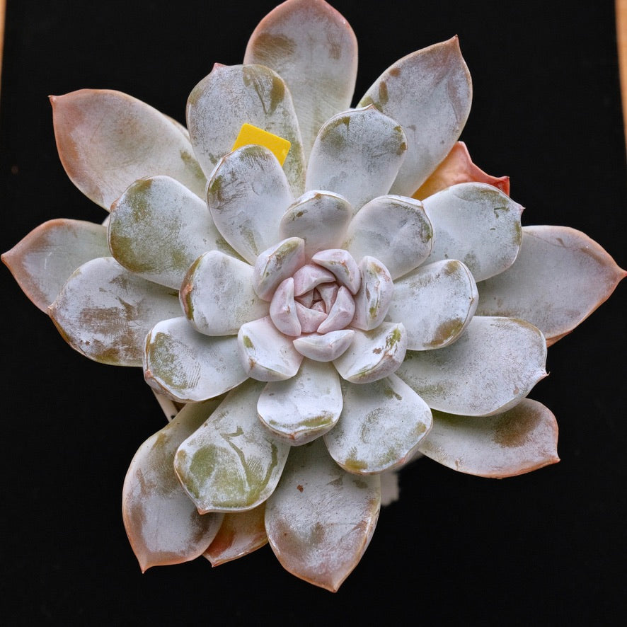 BIG Echeveria Polar Rose Korean Succulent Plant Hwaga Hybrid