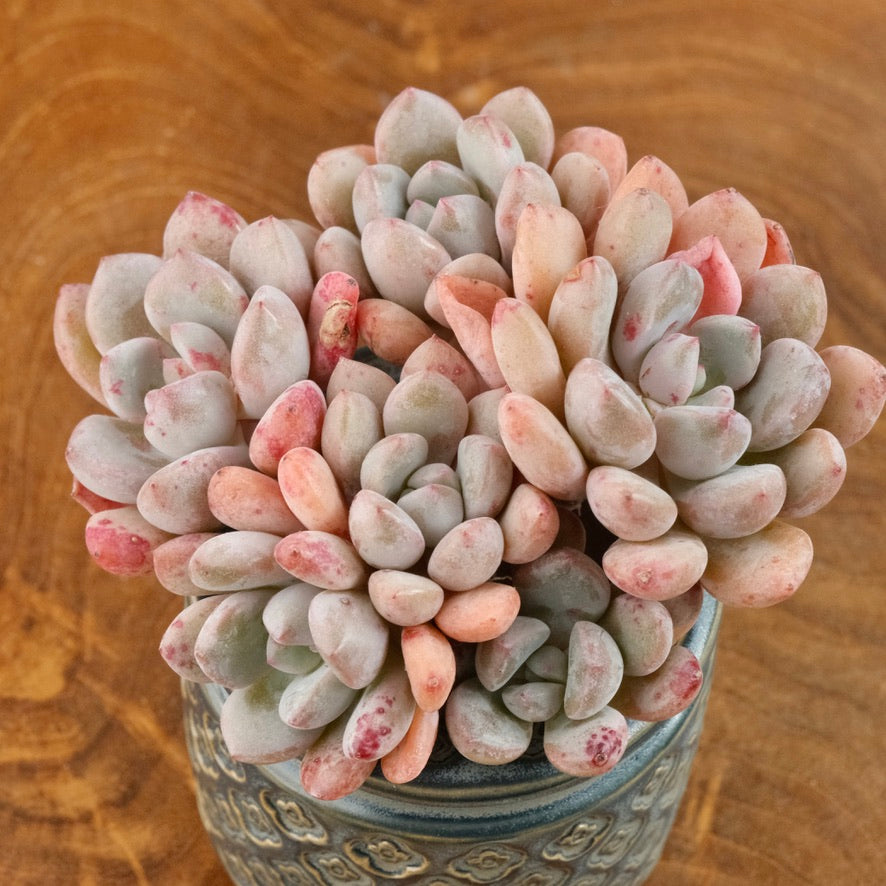 Graptoveria Amor Fati cluster Imported Succulent Plant