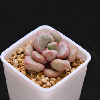 Graptoveria Migum baby Korean Succulent Plant