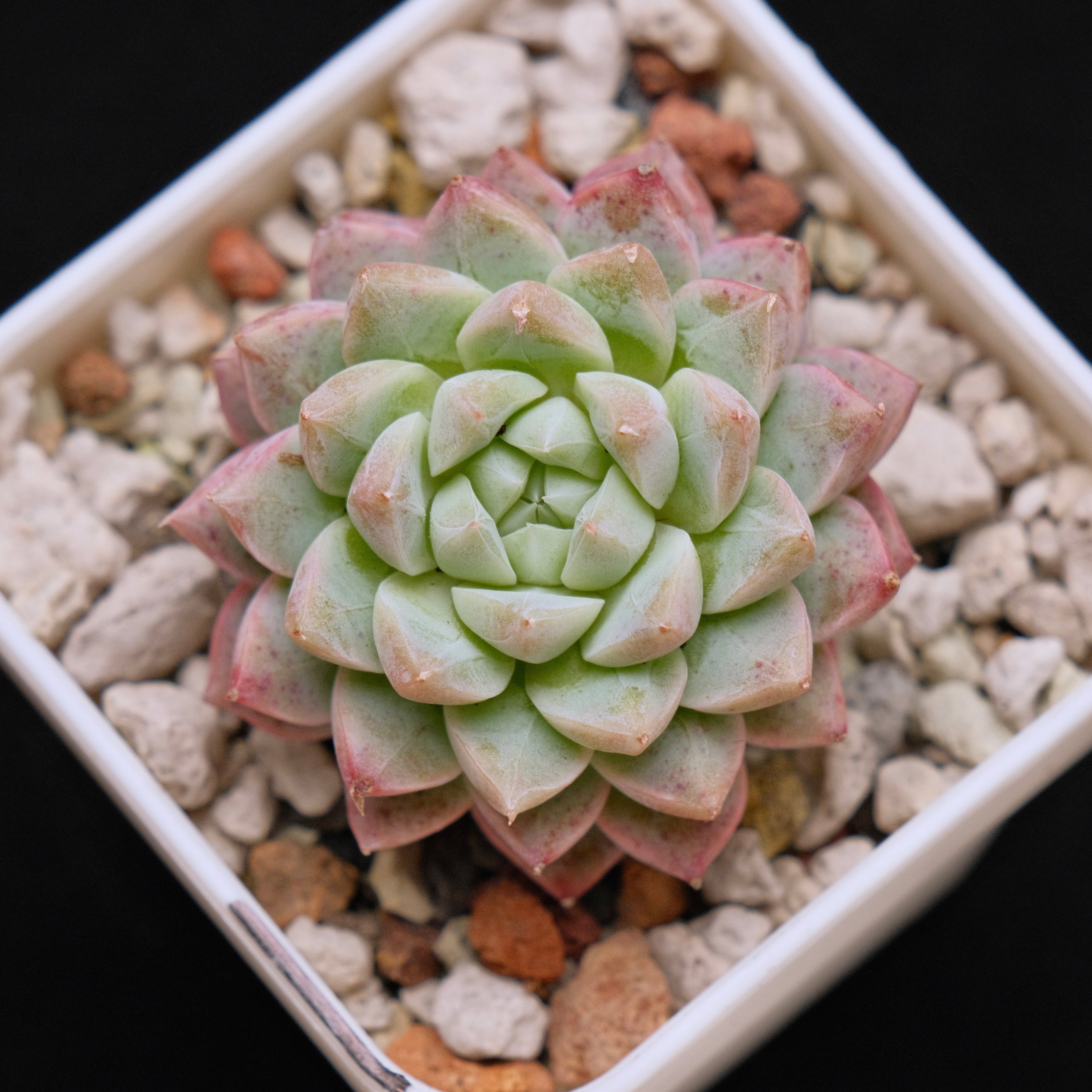 Echeveria hybrid Imported Succulent Plant *New*