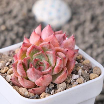 Echeveria Sara Bear Korean Succulent Plant