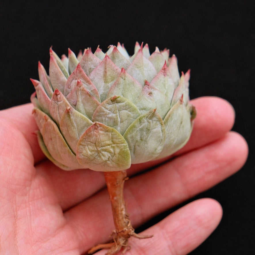 Echeveria Party Korean Succulent Plant Bluebird hybrid