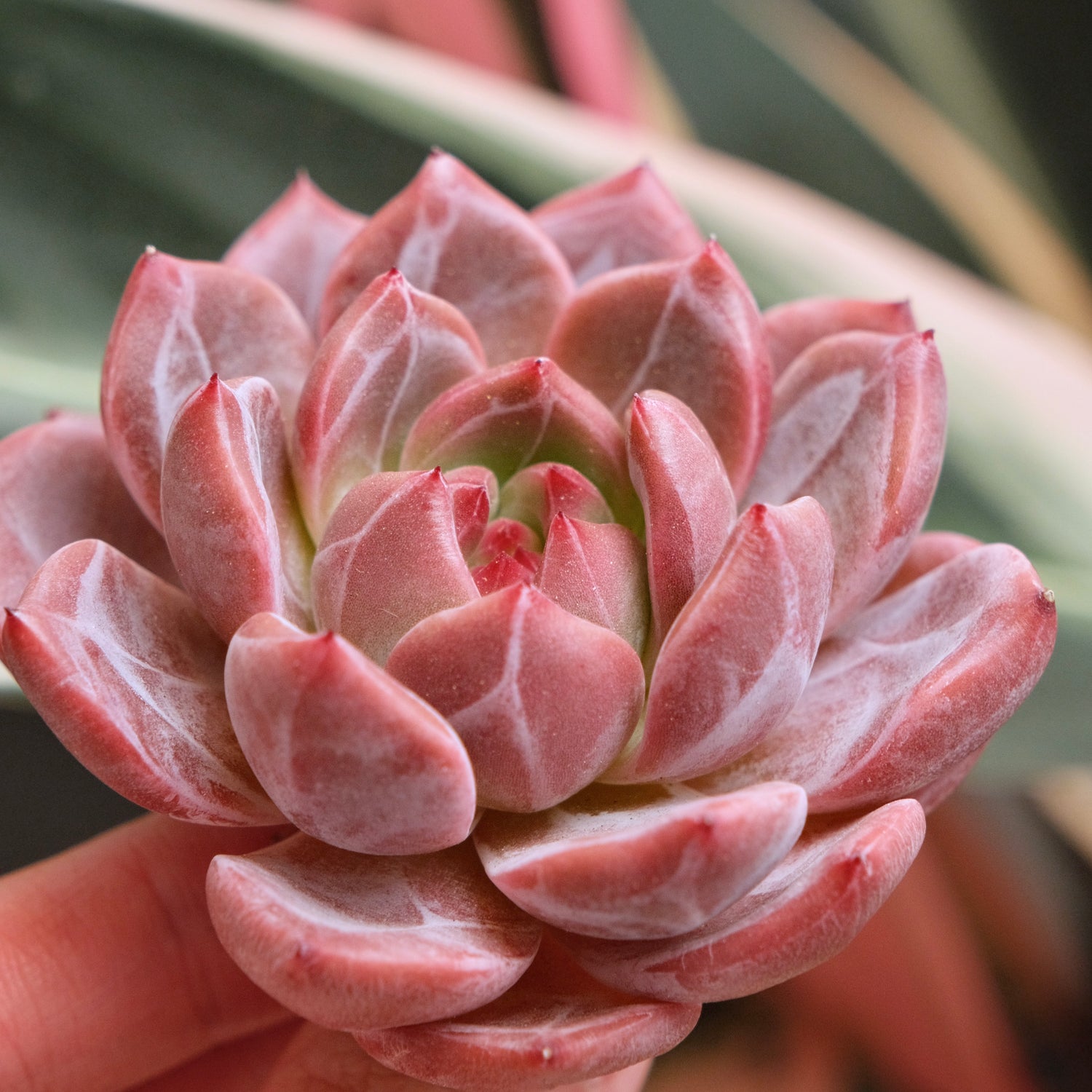 Echeveria EOS Korean Succulent Plant *New*