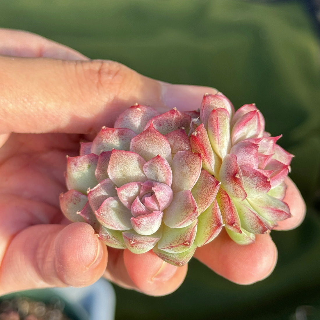 Echeveria Pink Shadow Korean Succulent Plant A *New*