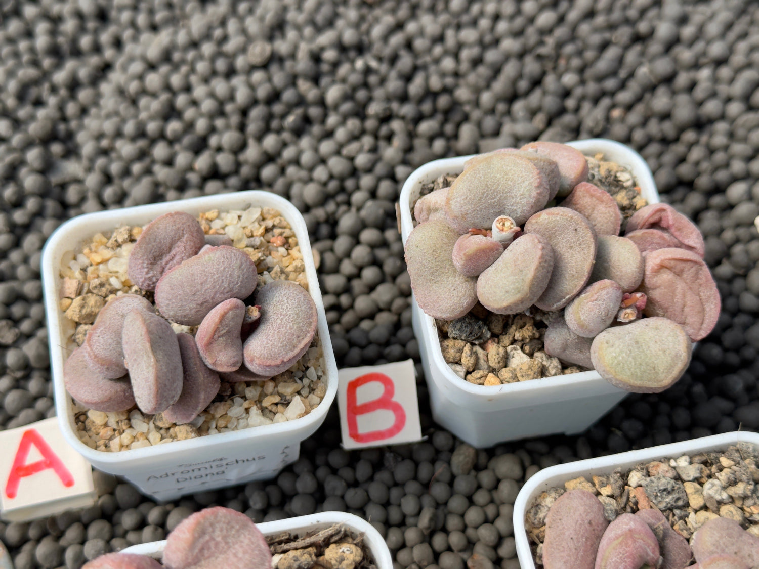 Adromischus &