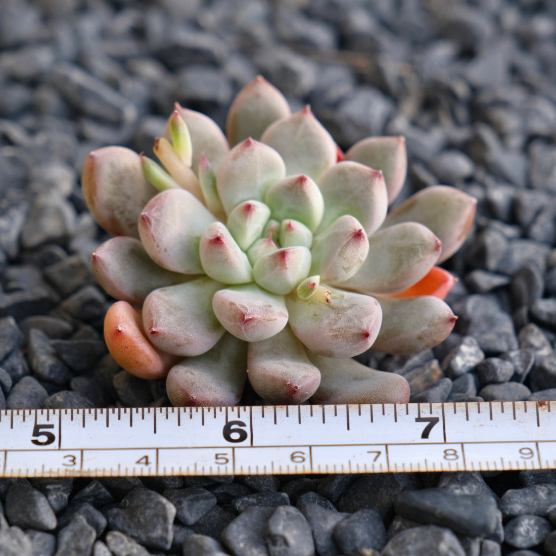 Echeveria Anthony Quinn Korean Succulent Plant