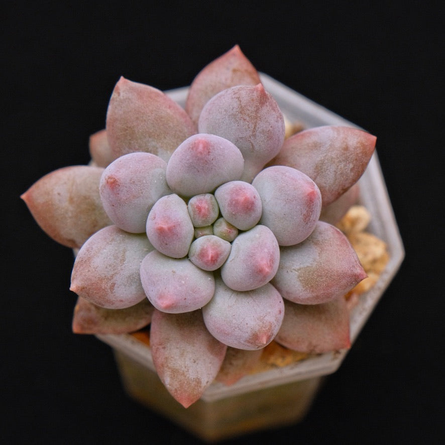 Pachyveria Baby Ball Korean Succulent Plant