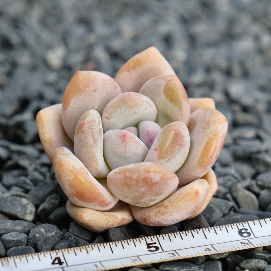 Graptoveria Snow Anna Imported Succulent Plant *New!