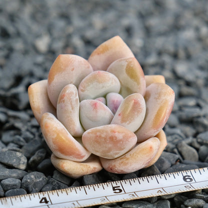 Graptoveria Snow Anna Imported Succulent Plant *New!