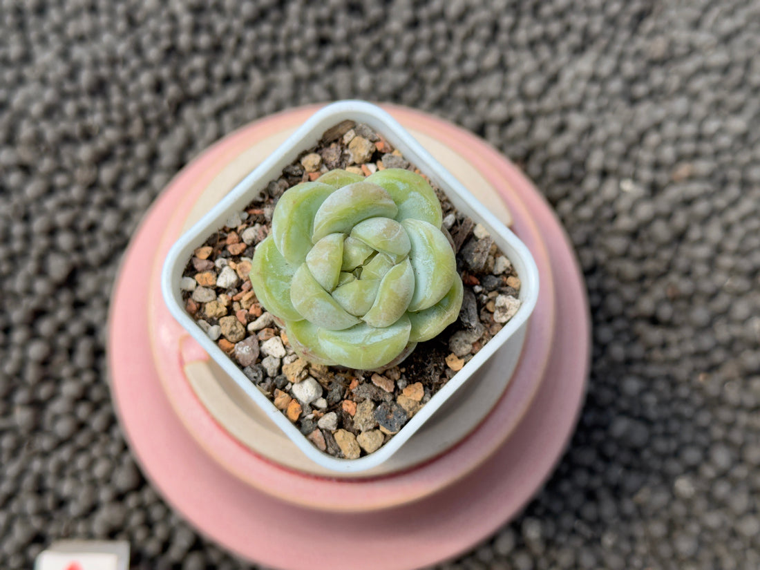 Echeveria Chubby Tiger Imported Succulent Plant