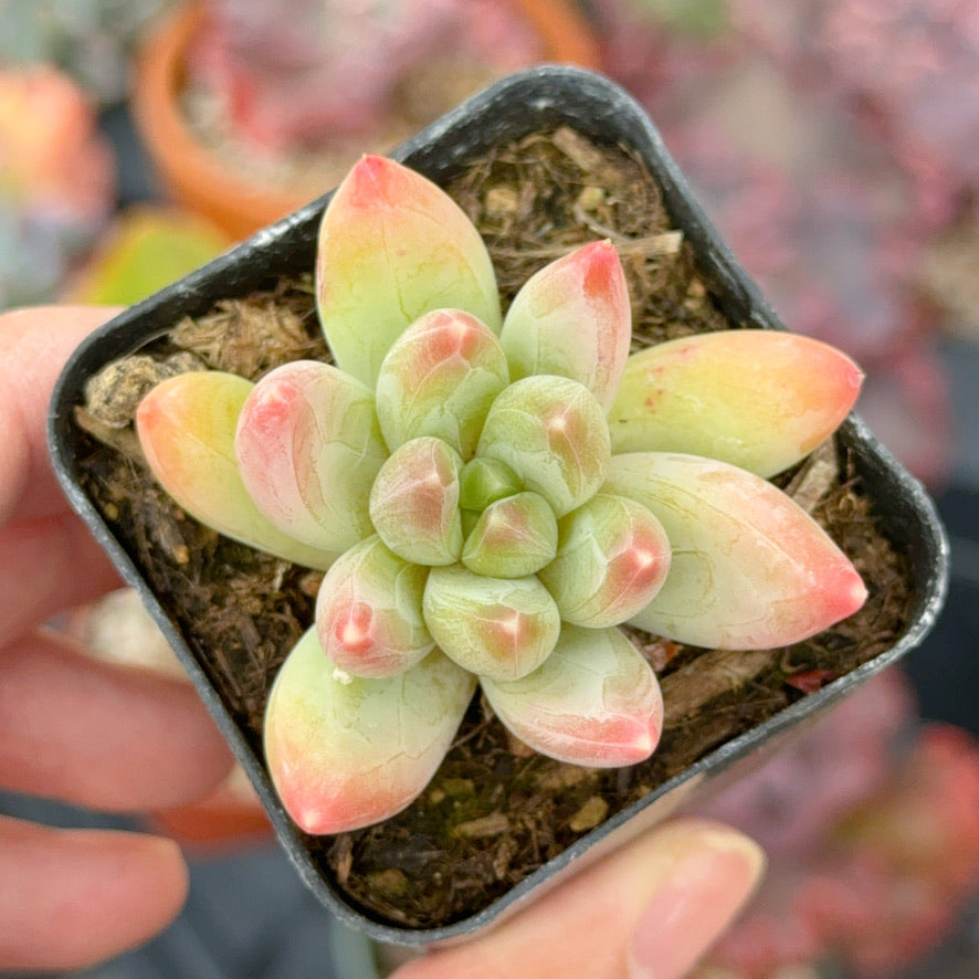 Pachyveria Bea Succulent Plant