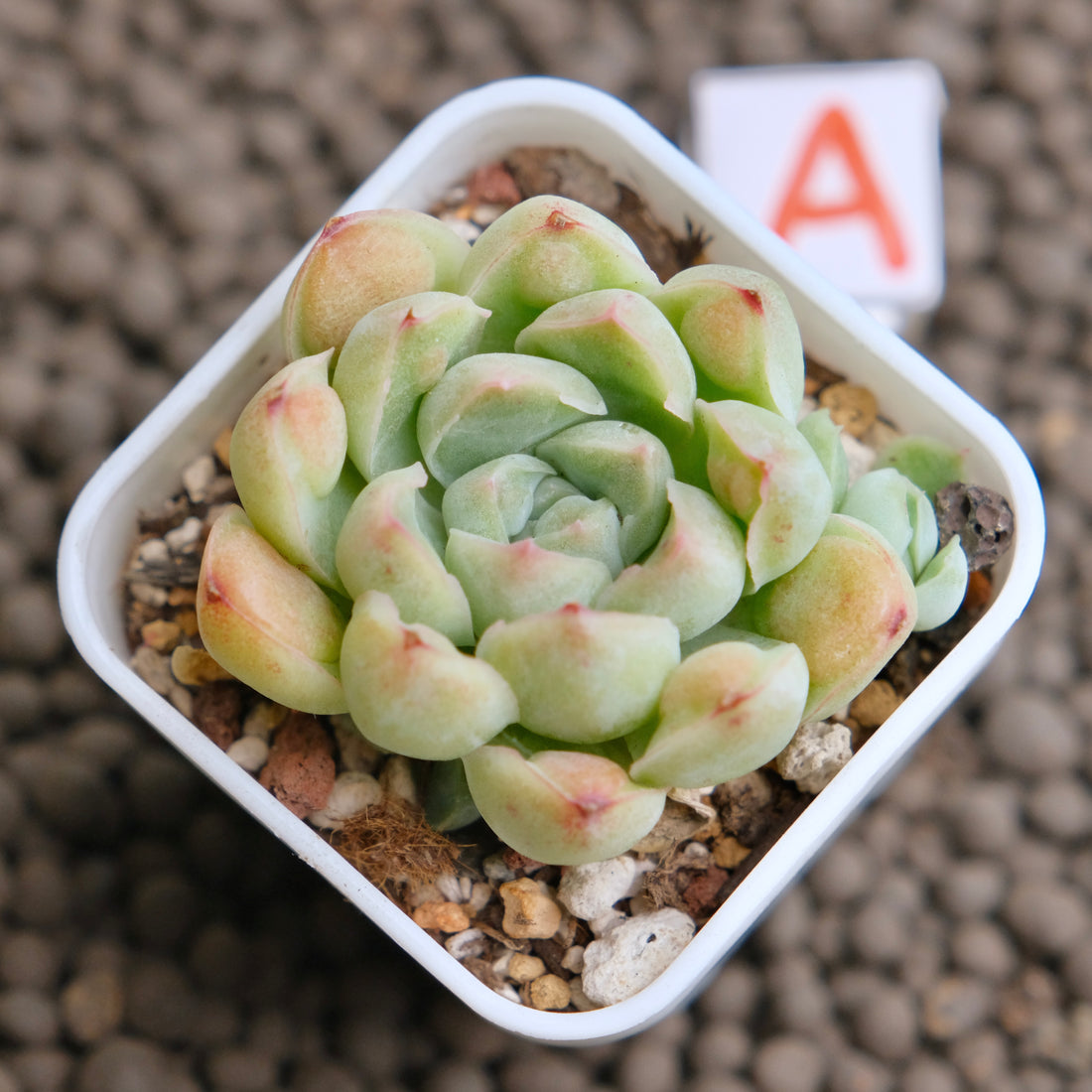 Echeveria Albi Drops Imported Succulent Plant - A