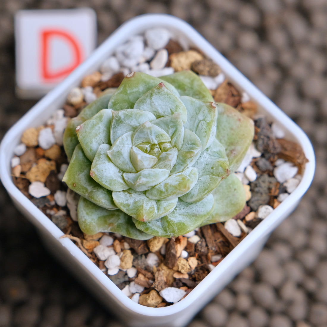 Echeveria Icy Snow (Monstrose) Imported Succulent Plant - D