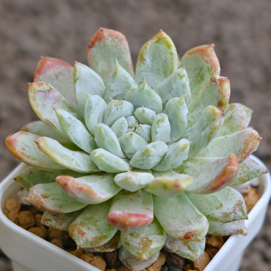 Echeveria Snow Peak Korean Succulent Plant - B