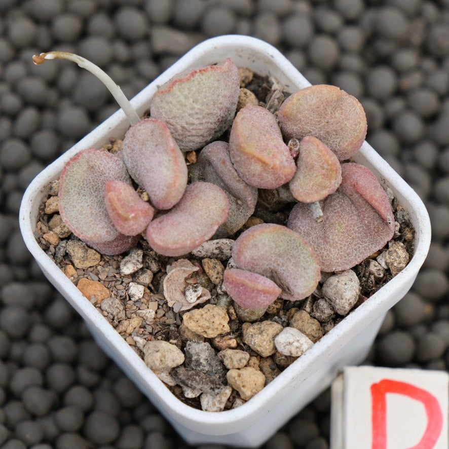 Adromischus Diana Imported Succulent Plant