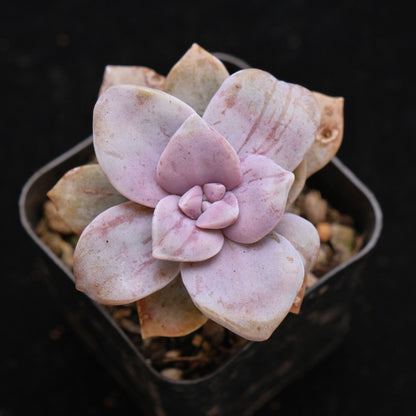 Graptopetalum Sophia Succulent Plant