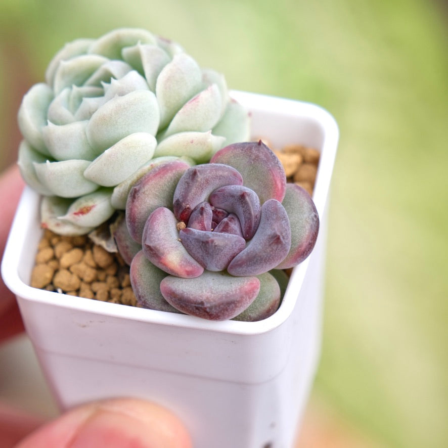 Baby Ech. Boracay and other Korean Succulent Plant