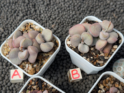 Adromischus Diana (L) Imported Succulent Plant