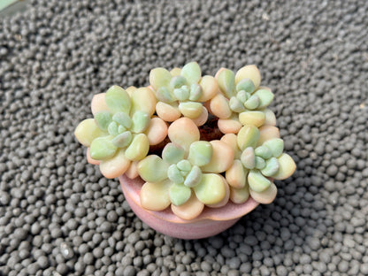 Graptosedum Bubble Gum Imported Succulent Plant