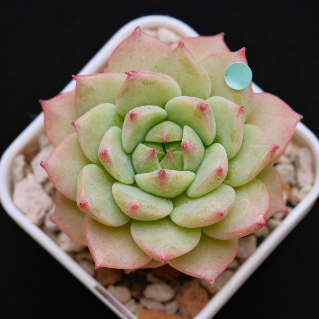 Echeveria Blue Eye Imported Succulent Plant *New* 蓝眼睛