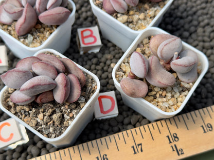 Adromischus &