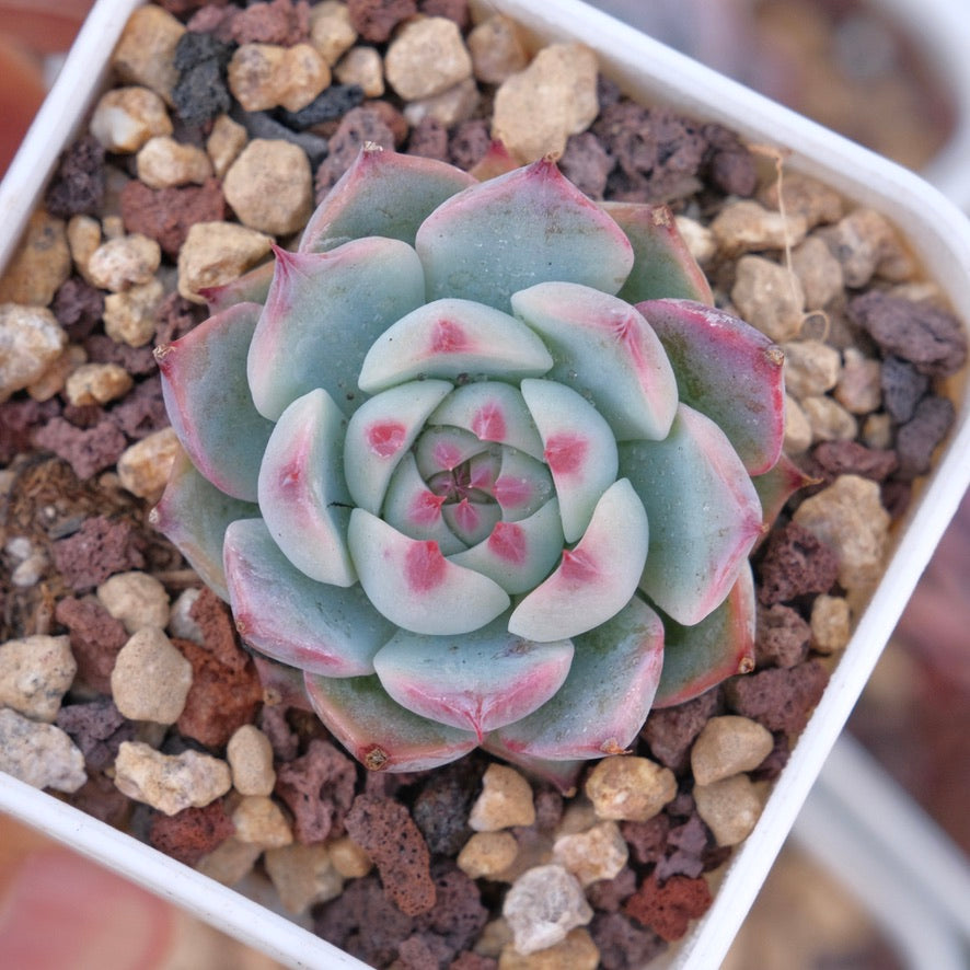 Echeveria chihuahuaensis Succulent Plant