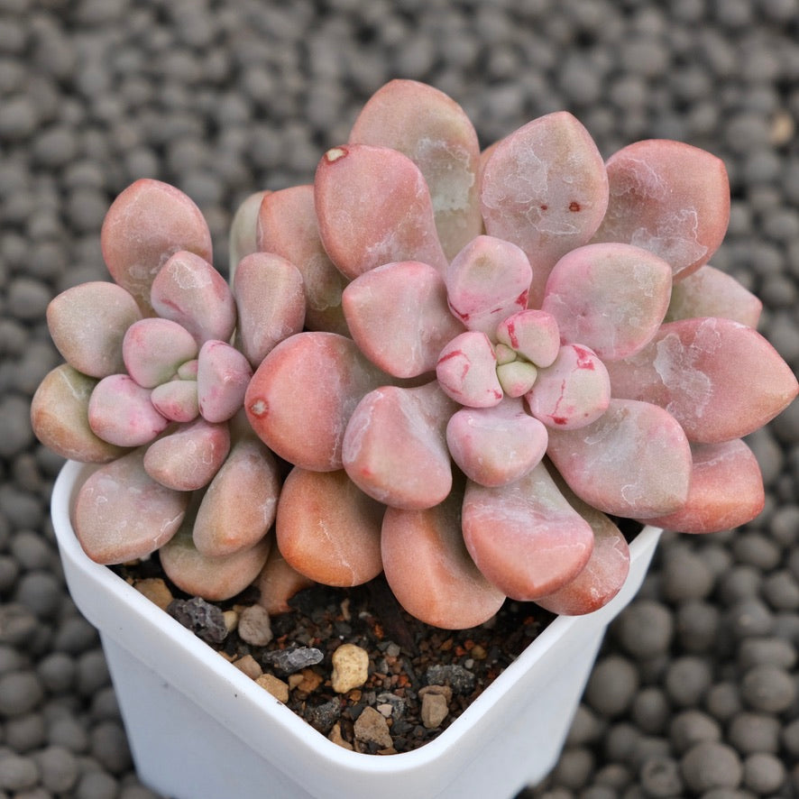 Graptopetalum Polari Heart Korean Succulent Plant