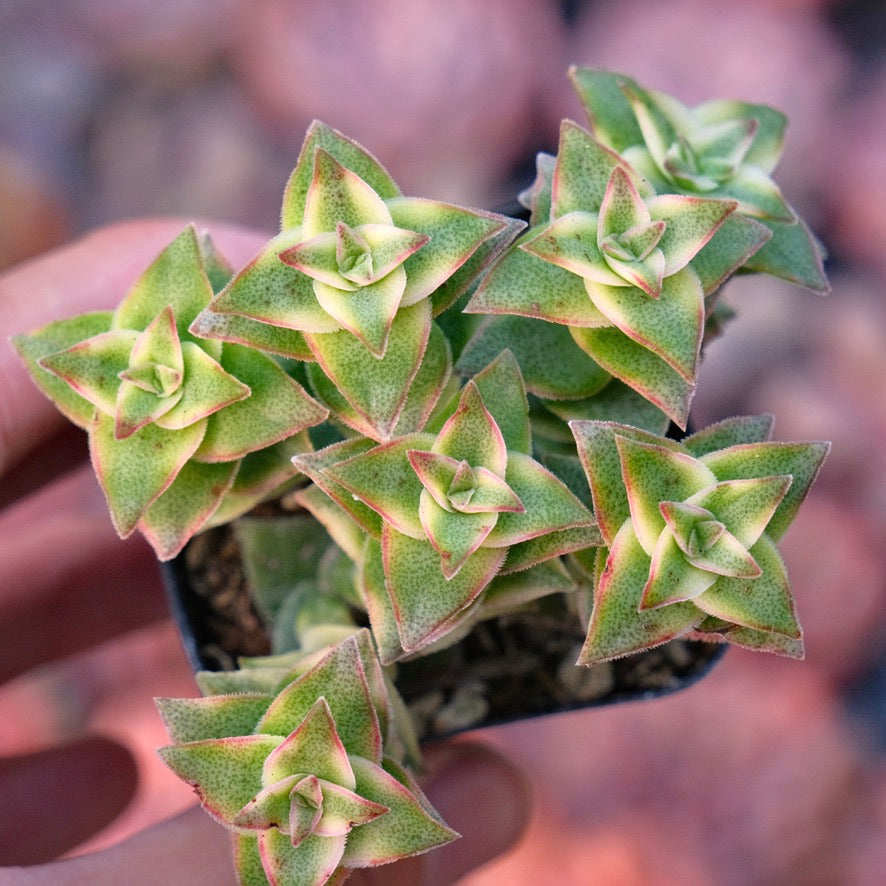 Variegated Crassula perforata Succulent Plant