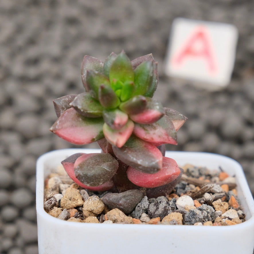 Variegated Sedeveria Jet Beads Imported Succulent Plant