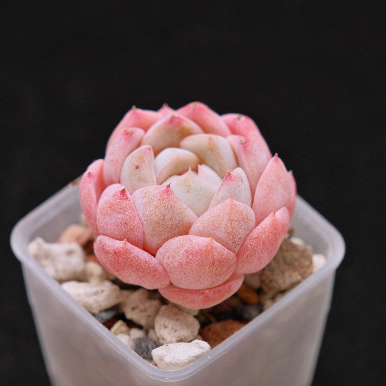 Echeveria Strawberry Jam (Small) Imported Succulent Plant *New* 草莓果酱