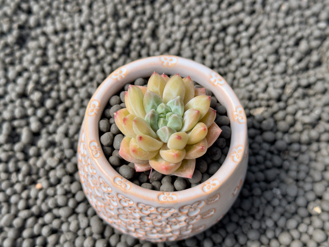 Pachyveria Unicorn Korean Succulent Plant Changhee hybrid