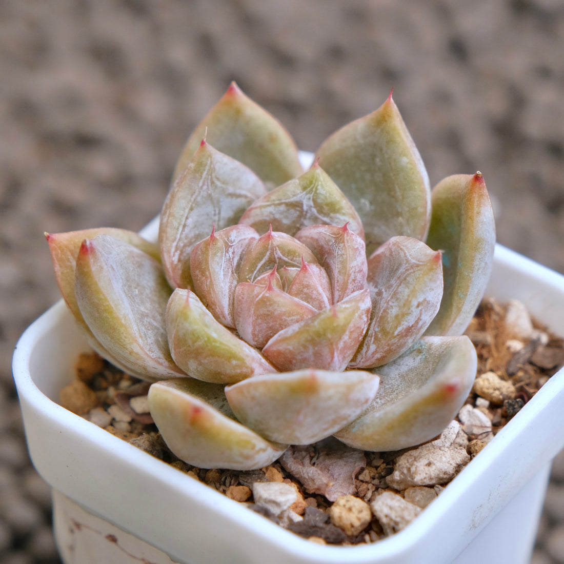 Echeveria Pink Tulip Korean Succulent Plant