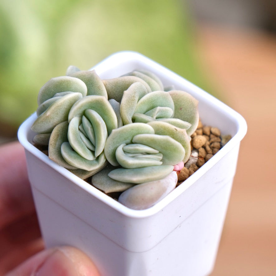 Graptoveria Lovely Rose babies Korean Succulent Plant