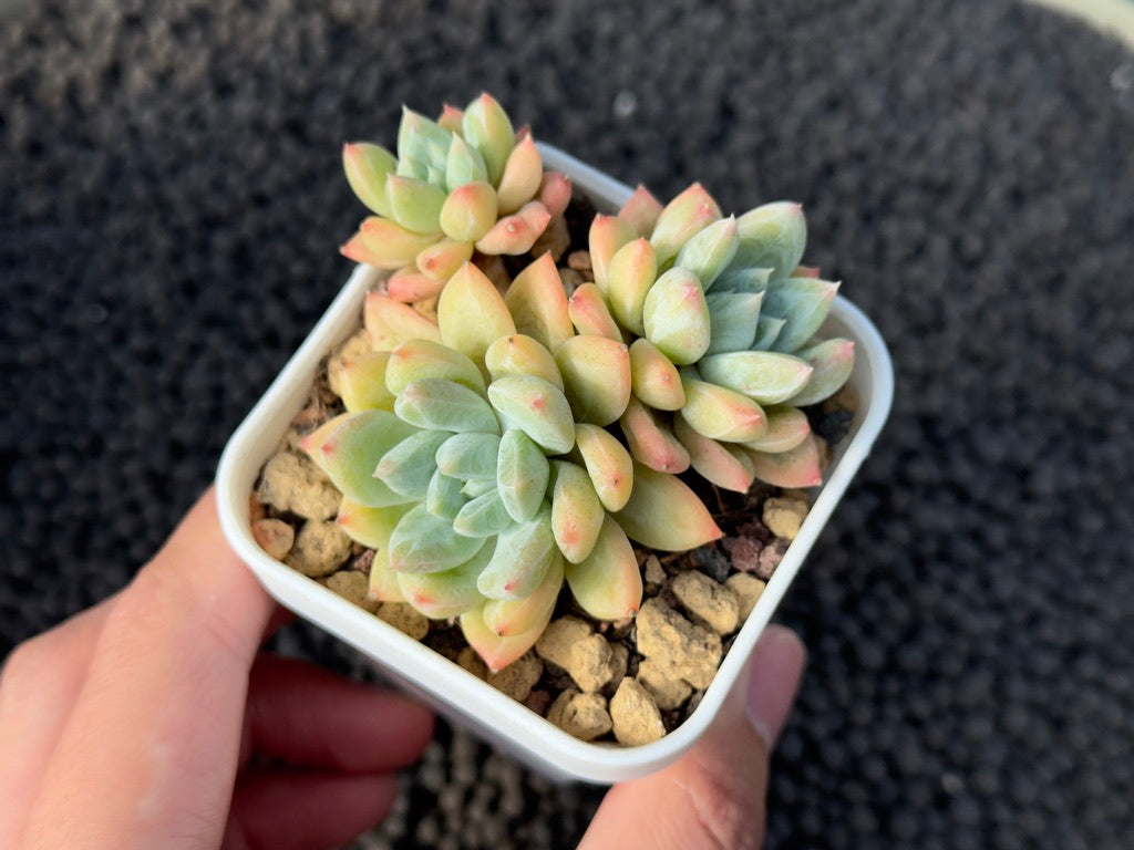 Pachyveria Popcorn Imported Succulent Plant