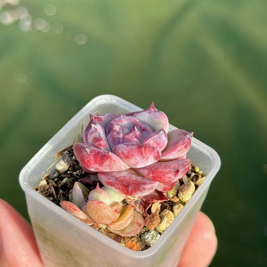 Echeveria Colorado baby Korean Succulent Plant Changee hybrid