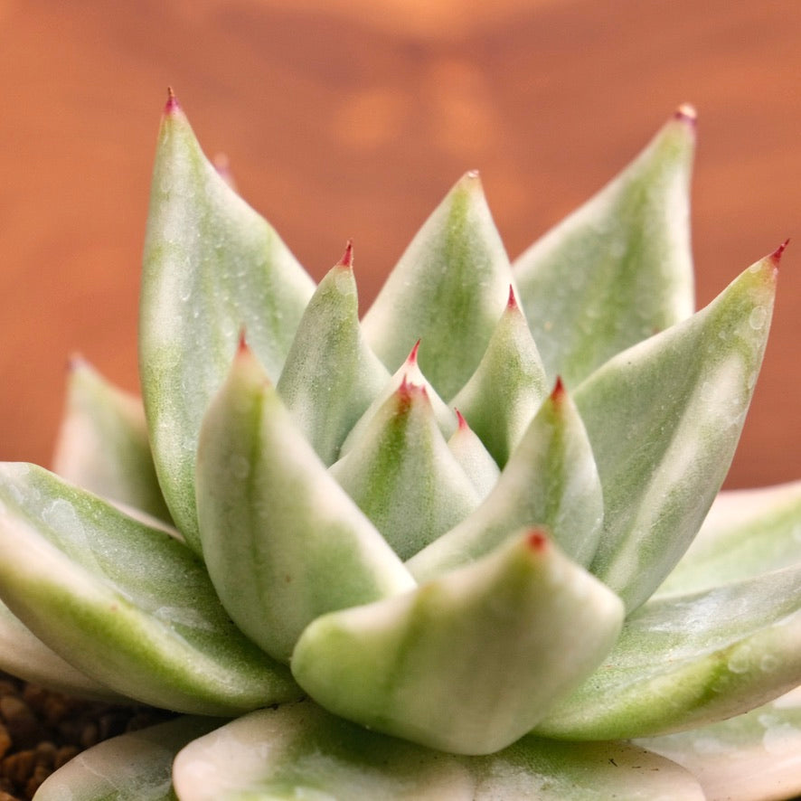 Variegated Echeveria Elkhorn Korean Succulent Plant