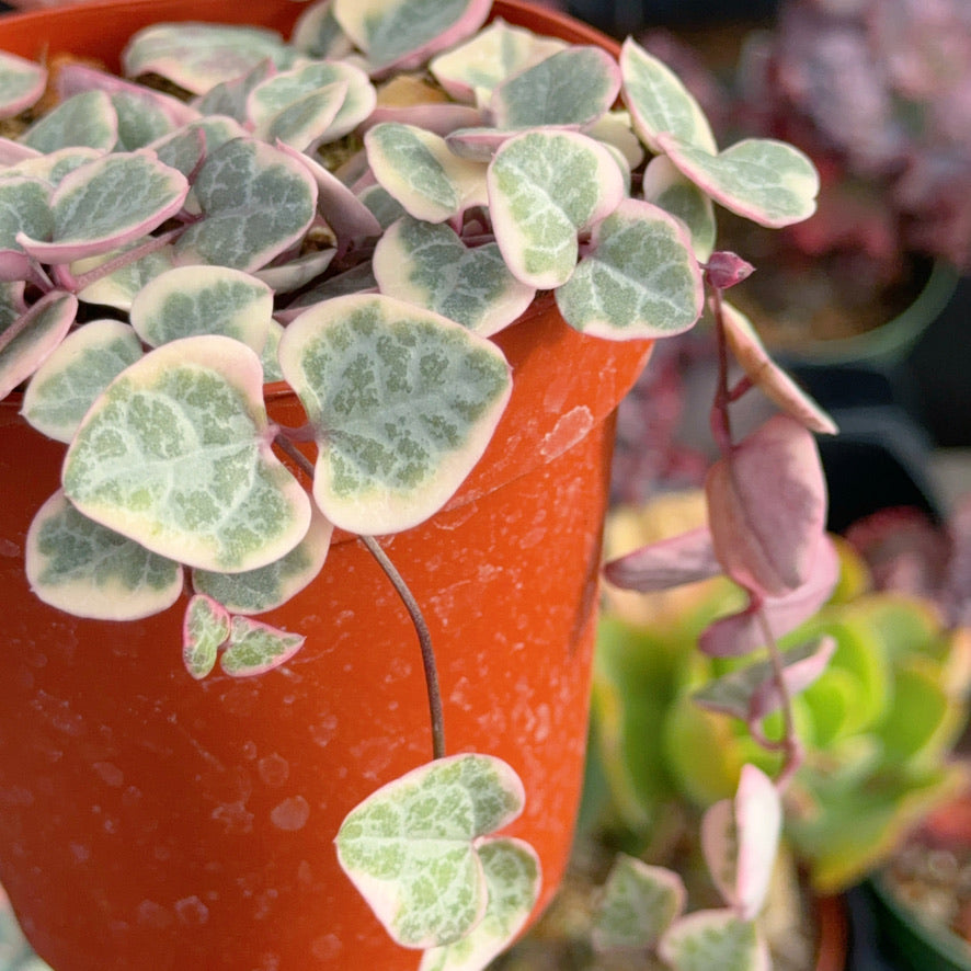 Variegated String of Hearts Succulent Plant