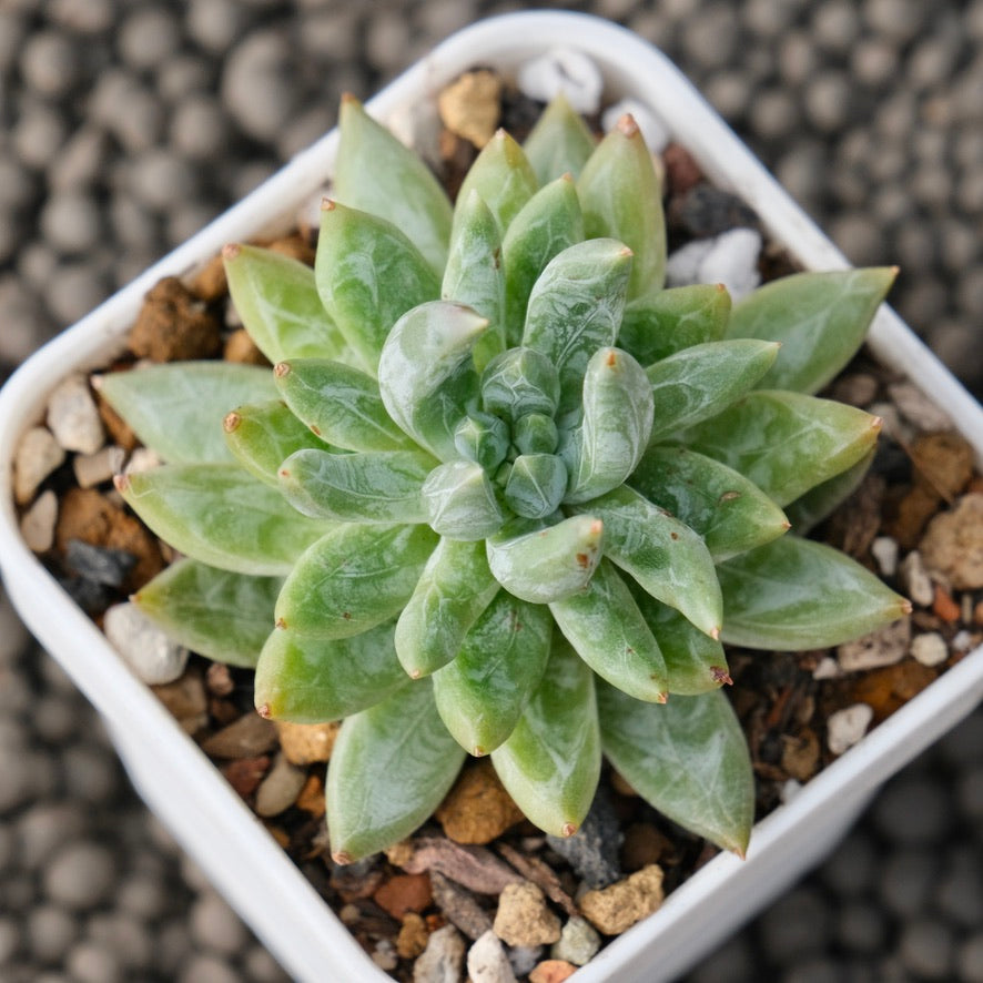 Pachyveria Cerato Korean Succulent Plant