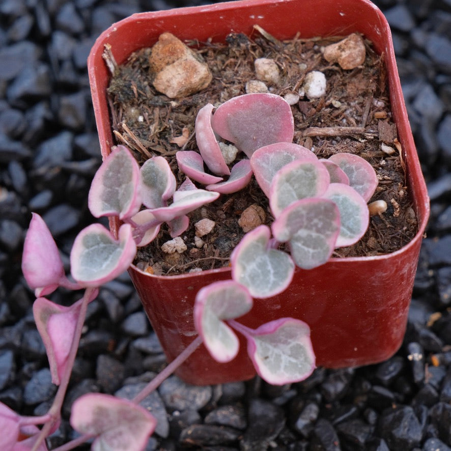 2 inch Variegated String of Hearts Succulent Plant