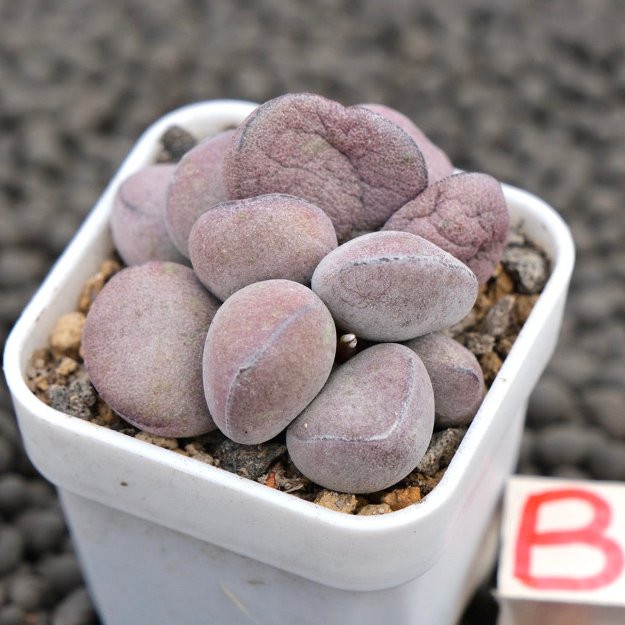 Adromischus Purple Ball Imported Succulent Plant