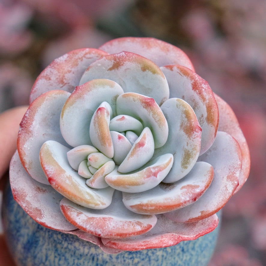Echeveria laui Imported Succulent Plant