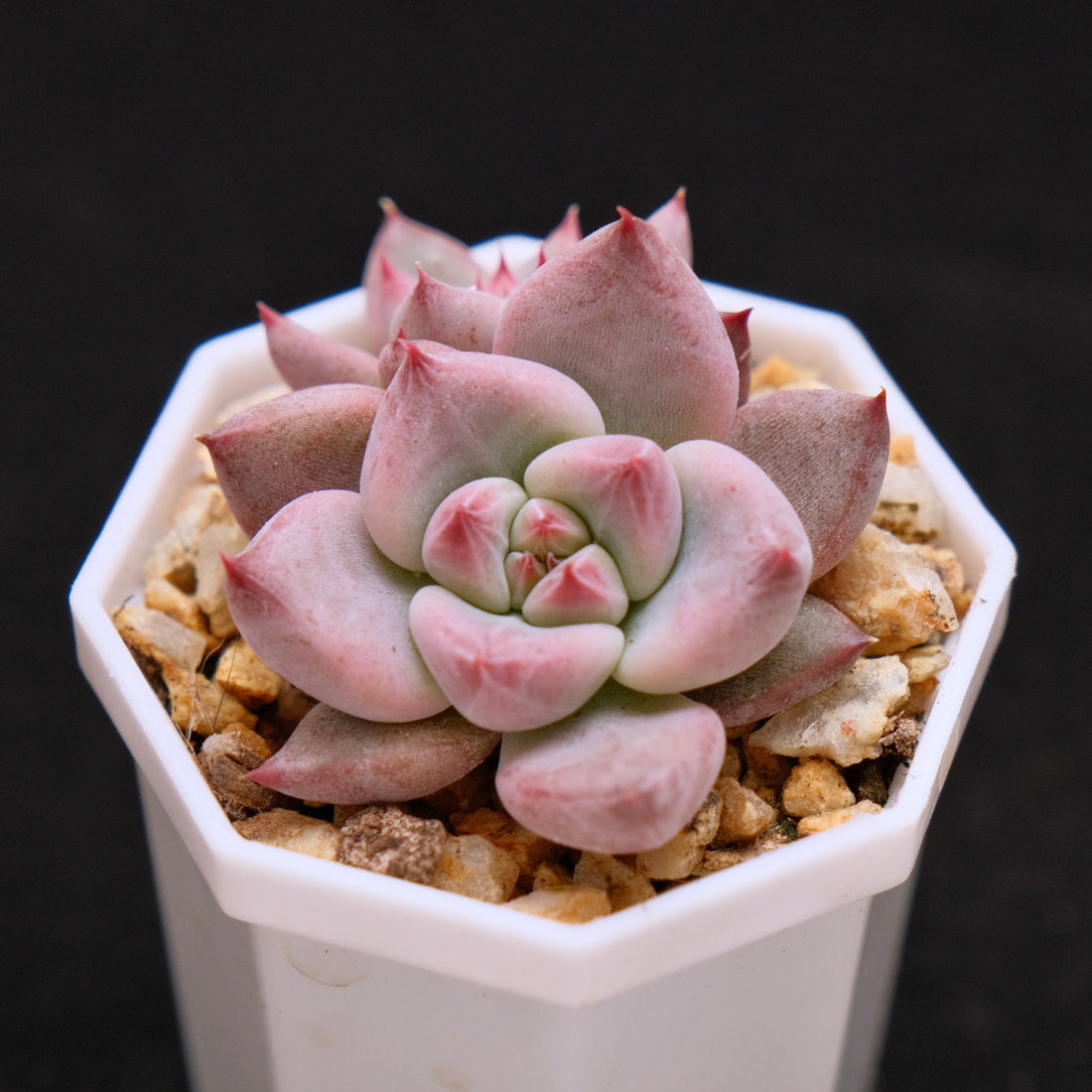 Echeveria Peña babies Korean Succulent Plant