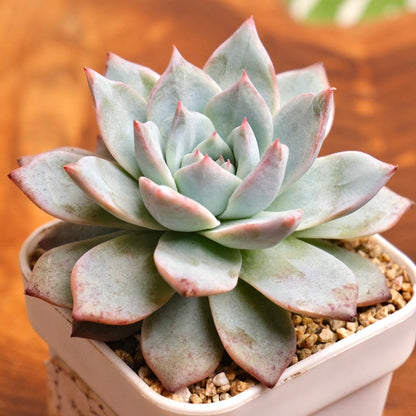 Echeveria Blue Bird Korean Succulent Plant