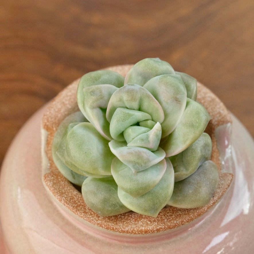 Carunculated Graptoveria Lovely Rose Imported Succulent Plant